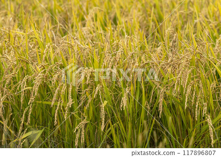 Rice cultivation 117896807