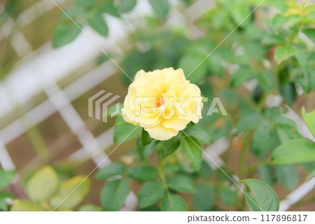 玫瑰園裡美麗的黃玫瑰 117896817