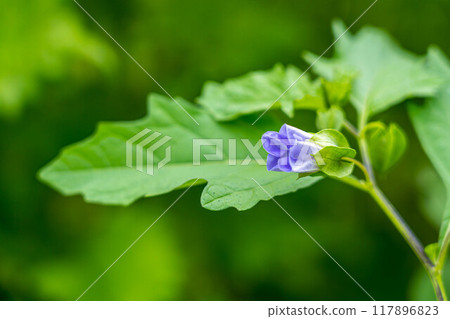 Pale purple blooming o-sennari Pale purple blooming o-sennari 117896823