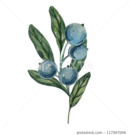 Watercolor blueberry branches, botanical illustration featuring green leaves and berries. Ideal for natural designs, organic products, or decor. Soft, detailed, and realistic artwork. Watercolor blueberry branches, botanical illustration featuring green leaves and berries. Ideal for natural designs, organic products, or decor. Soft, detailed, and realistic artwork. 117897006