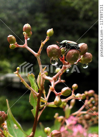 Gold Bug and Raindrops Gold Bug and Raindrops 117897131