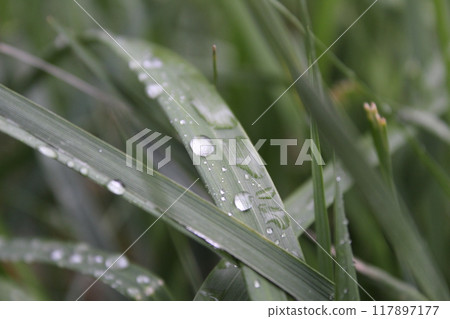 dew or raindrops on the green grass close up the summer spring 117897177