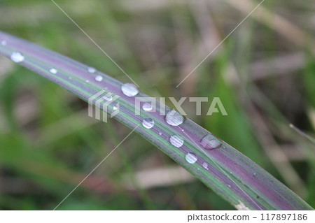 dew or raindrops on the green grass close up the summer spring dew or raindrops on the green grass close up the summer spring 117897186
