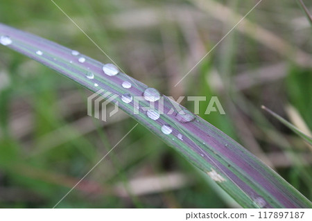 dew or raindrops on the green grass close up the summer spring dew or raindrops on the green grass close up the summer spring 117897187
