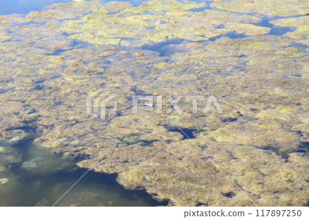Flowering water swamp mold algae in the water 117897250