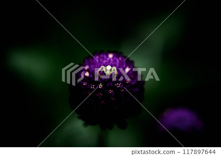 縐紗花與小花蜘蛛 縐紗花與小花蜘蛛 117897644