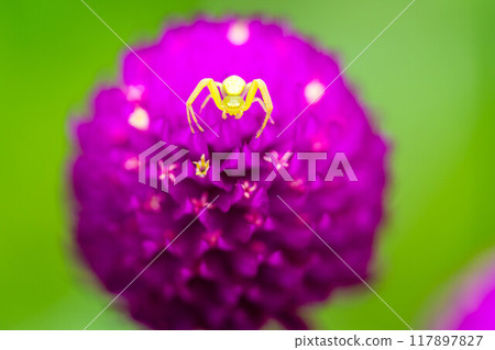 猩紅色花朵上的小花蜘蛛~小世界~ 猩紅色花朵上的小花蜘蛛~小世界~ 117897827