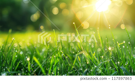 Fresh Green Grass Glows with Morning Dew under Radiant Sunbeams Fresh Green Grass Glows with Morning Dew under Radiant Sunbeams 117897863