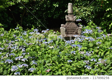 靈泉院「鶴名空吾」石塔與甜茶 靈泉院「鶴名空吾」石塔與甜茶 117898256