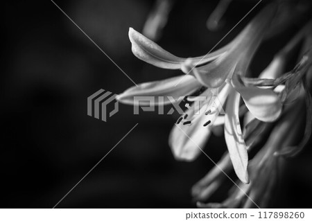 白百合花 117898260