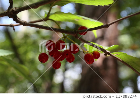 紅色莢蓮屬植物果實的特寫 117898274