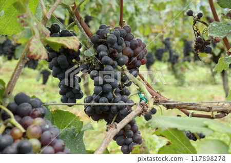 Grapes for making wine Grapes for making wine 117898278