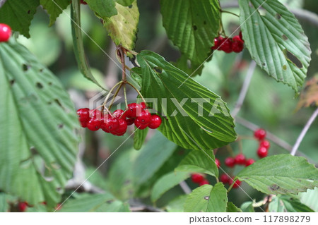 Bright red ripe viburnum berries Bright red ripe viburnum berries 117898279