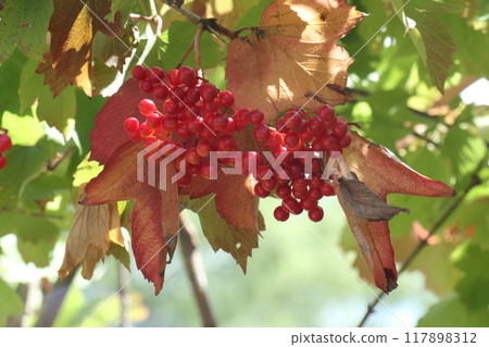 The bright red fruits of the Kanbok tree signal the arrival of autumn 117898312