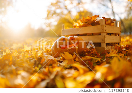 Halloween pumpkin on the autumn park. Holidays, decoration concept. 117898348