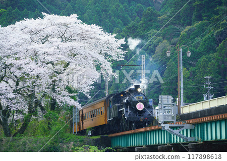 (Shizuoka Prefecture) A steam locomotive running over Ieyama Bridge in full bloom with cherry blossoms 117898618