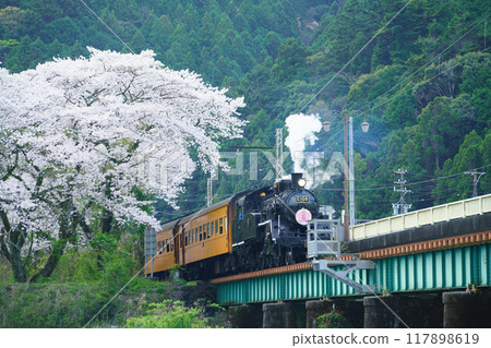 （靜岡縣）SL在櫻花盛開的家山橋上行駛 117898619