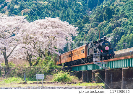 （靜岡縣）SL在櫻花盛開的家山橋上行駛 117898625