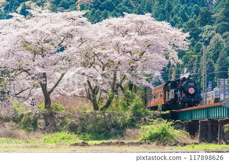 (靜岡縣)SL在櫻花盛開的家山橋上行駛 (靜岡縣)SL在櫻花盛開的家山橋上行駛 117898626
