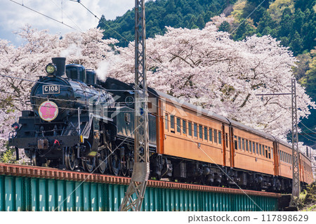 （靜岡縣）SL在櫻花盛開的家山橋上行駛 117898629