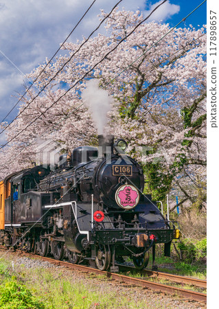 (Shizuoka Prefecture) A steam locomotive running along the cherry blossom-lined street of Ieyama 117898657