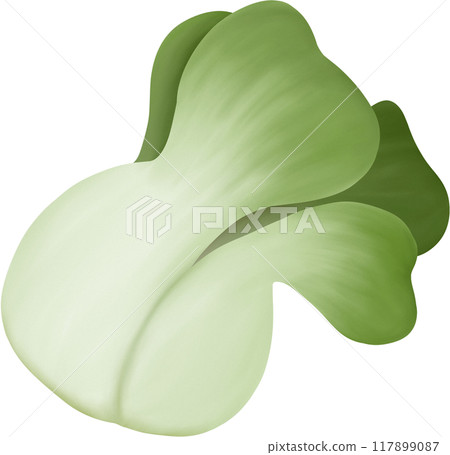 Pakcoy royalty Pakcoy royalty 117899087