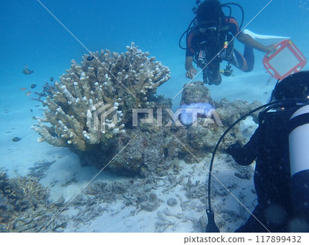 Iriomote Island Diving 117899432