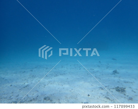 西表島潛水 西表島潛水 117899433