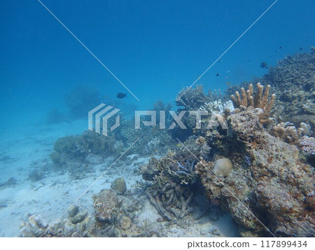 西表島潛水 117899434