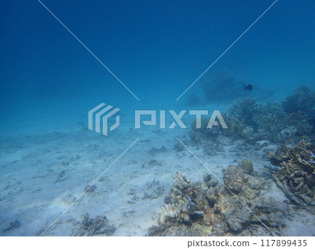 西表島潛水 117899435