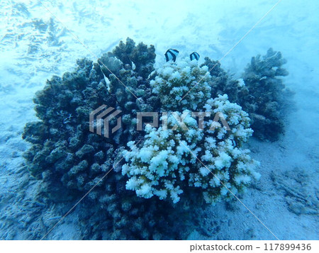 西表島潛水 117899436