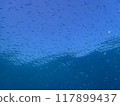西表島潛水 117899437