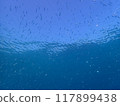 西表島潛水 117899438