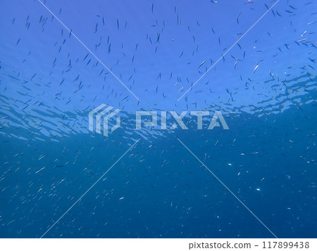西表島潛水 117899438