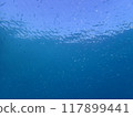 西表島潛水 117899441
