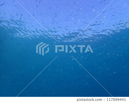 西表島潛水 117899441