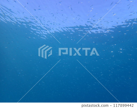 Iriomote Island Diving 117899442