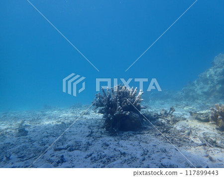 西表島潛水 西表島潛水 117899443