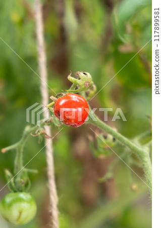 Mini tomatoes that turn red Mini tomatoes that turn red 117899581