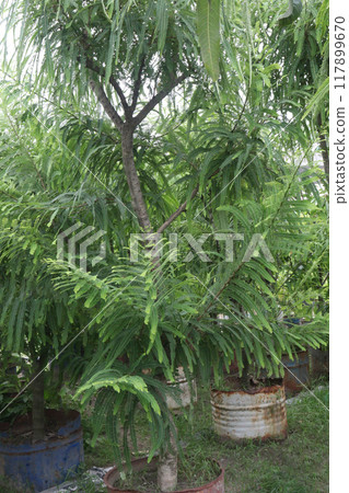 Indian gooseberry plant in farm 117899670