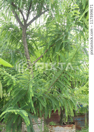 Indian gooseberry plant in farm 117899671