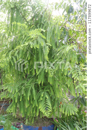 Indian gooseberry plant in farm Indian gooseberry plant in farm 117899672