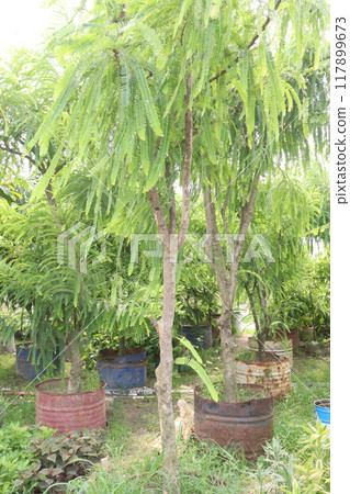 Indian gooseberry plant in farm 117899673