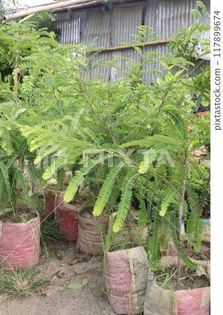 Indian gooseberry plant in farm Indian gooseberry plant in farm 117899674