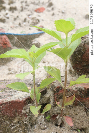 Calea ternifolia plant on jungle Calea ternifolia plant on jungle 117899676