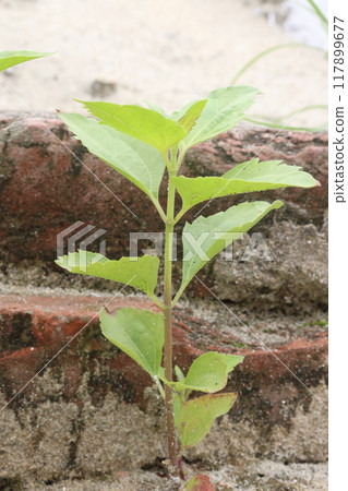 Calea ternifolia plant on jungle 117899677