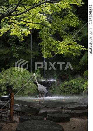 一隻藍鷺站在長崎公園的噴泉前 一隻藍鷺站在長崎公園的噴泉前 117899821