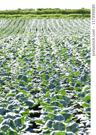 Photographing the broccoli fields in Otobe, Hokkaido in summer 117899880