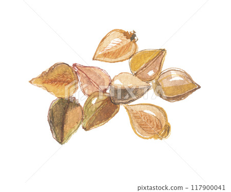 Red buckwheat painted in watercolor 117900041