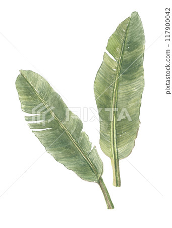 香蕉葉畫水彩 香蕉葉畫水彩 117900042